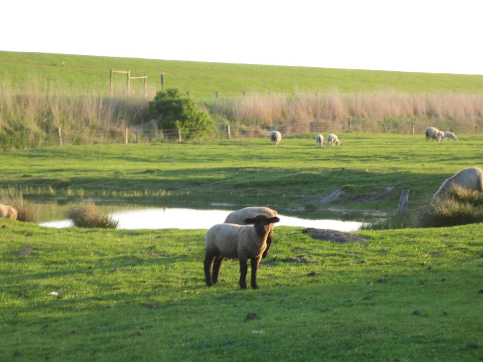 Haus Halligblick, Ferienwohnungen Am Wattenmeer, Whg Hamburger Hallig Dagebüll المظهر الخارجي الصورة